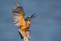 Eisvogel in bedrohlicher Pose