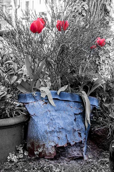 Vergane glorie in bloei von Marcel Runhart