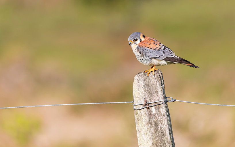 Buntfalke in der Sonne von Lennart Verheuvel