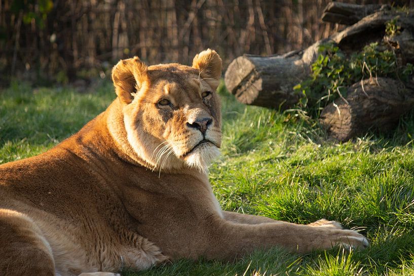 Wie ein König in der Sonne von Roger Hagelstein