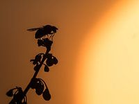 vlieg bij zonsondergang
