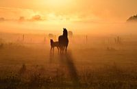 Friesenpferde bei Sonnenaufgang