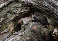 Die Rosse Scarlet Maus