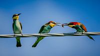 Colored bee-eater feeding its chick