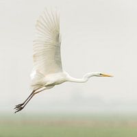 Egret flies away