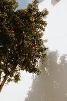 Oranges d'été