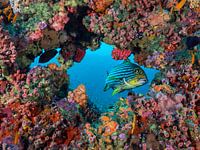 Blick durch den Koral