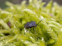 une mitaine sur un toit de feuilles