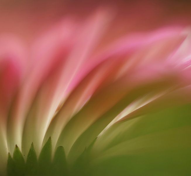 Mouvements doux par Sonja Bohte