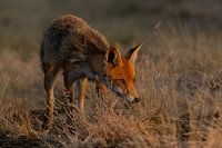 Fox in last sunlight