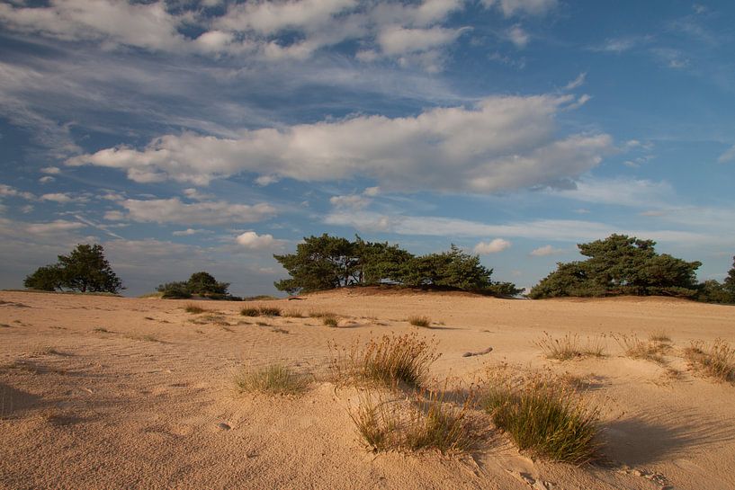 Kale Duinen (Aekinger sand) in National Park Drents-Friese Wold near Appelscha by Meindert van Dijk