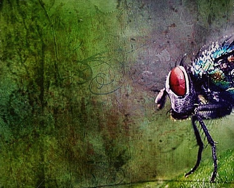 Fly von Margreet Faber