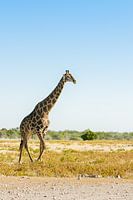 girafe et profil en Namibie