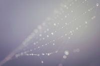 Spider web water drops (spinnenweb)
