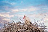 Ein Storch steht im Nest, dramatisch blauer, weißer und oranger Himmel im Hintergrund. Grußkarte ode