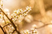 Soft Spring Harmony in Bloom