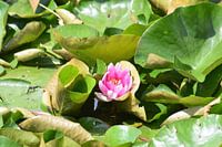 Heerlijk wandelen in Hellevoetsluis