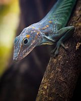 Eidechse, Marmoranolis