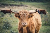 Schottischer Highlander auf der Düne