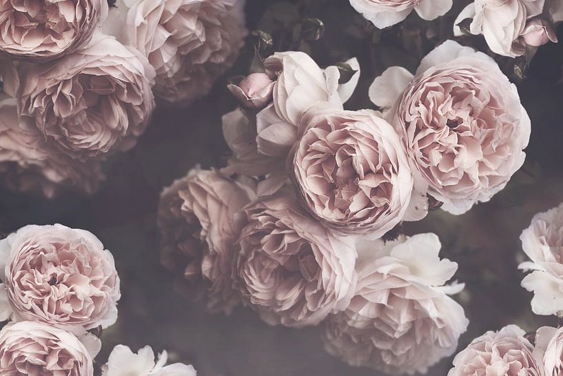 Anne Boleyn by Marina de Wit