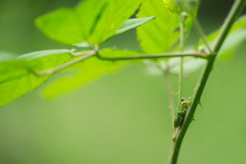 Baumfrosch versteckt zwischen den Brombeersträuchern in der Achterhoek von Jeroen Stel