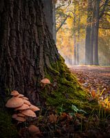 Herbstliches Gefühl