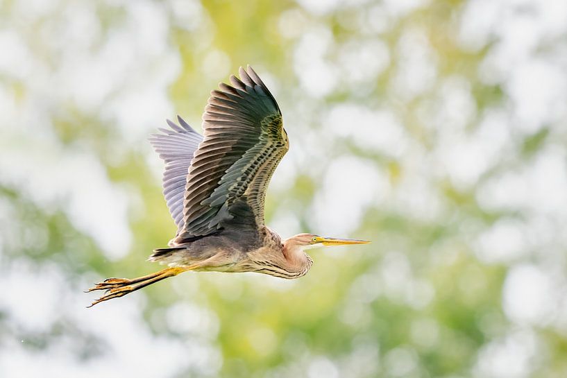 Purpurreiher im Flug von Gonnie van de Schans
