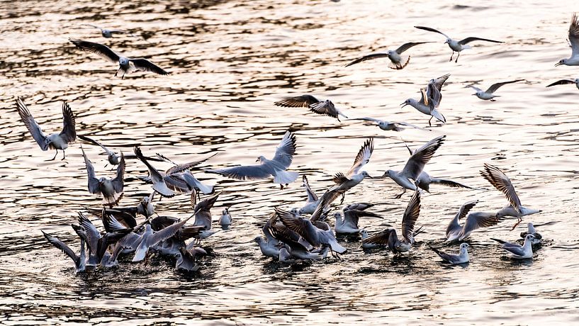 Meeuwen aan zee van Dieter Walther