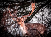 Les yeux dans les yeux avec un cerf