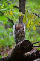 Gray squirrel on branch