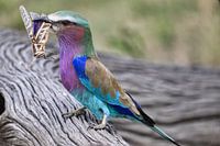 Lilac breasted roller with captured praying mantis
