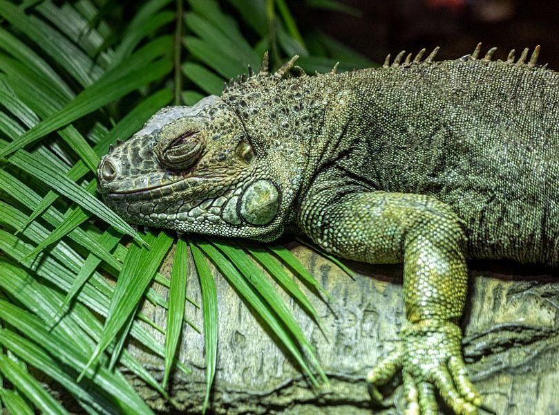 Green animal by Nancy Bogaert