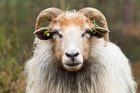 Drents Heathersheep