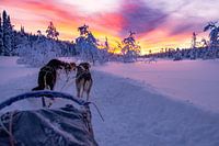 Husky tour with beautiful sunset in Salen Sweden
