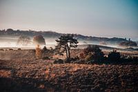 Foggy Posbank au lever du soleil (Herikhuizerveld)