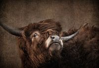 Schottischer Highlander Kopf schräg