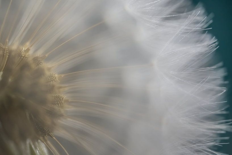 Durch den Schleier der Pusteblume schauen von Marjolijn van den Berg
