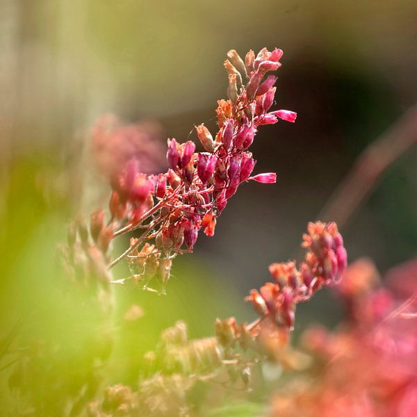 RODE SPANGELS no2a van Pia Schneider