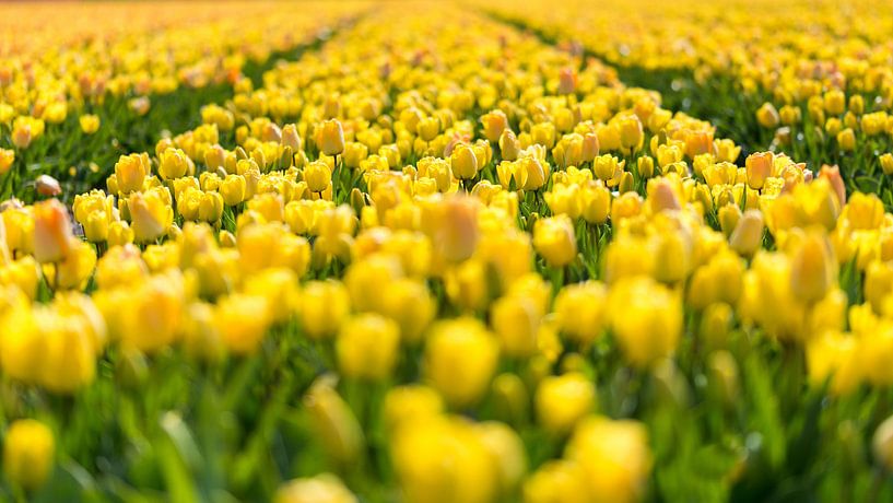 Champ de tulipes en Hollande du Nord par Keesnan Dogger Fotografie