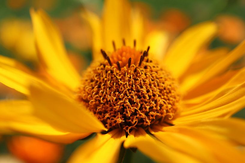 Gelber Ausbruch von Angelique Raaijmakers