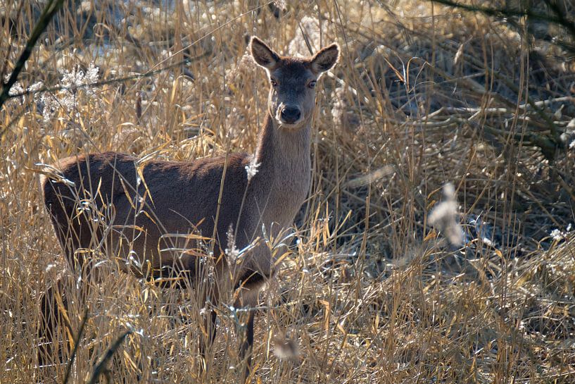 Hertje par Joke Beers-Blom