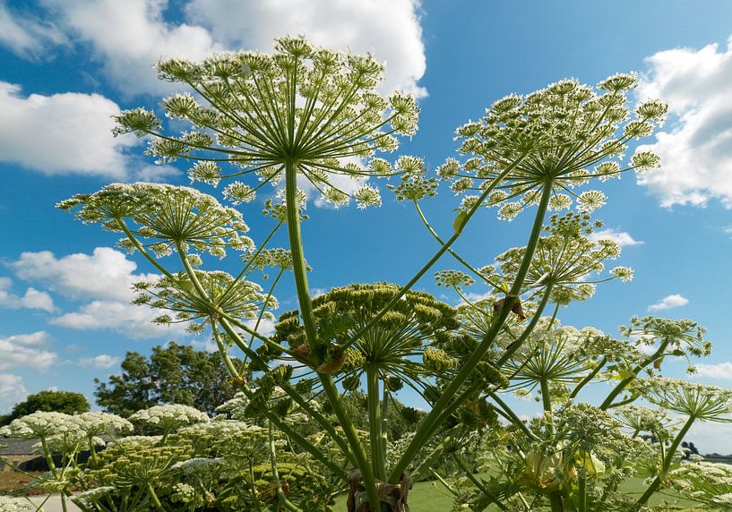 Giant hogweed by Sky Pictures Fotografie