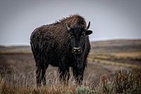 Bison in Yellowstone National Park