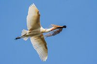 Löffler mit Nistmaterial