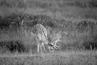 Fallow deer grazing (black and white)