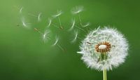 Dandelion Blowing