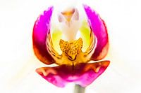 Flying orchid - wings of love