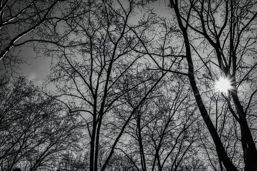 Le soleil à travers les branches - Silhouettes d'arbres en noir et blanc par Andreea Eva Herczegh