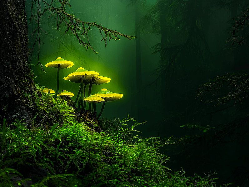 Mystical Glimpse of Nature | Bioluminescent Mushrooms by Karina Brouwer