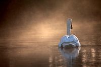 Le cygne